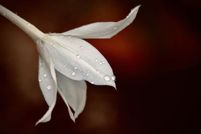 Close-up of wet white rose