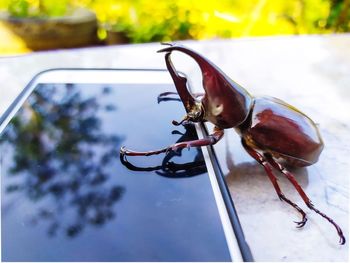 Close-up of insect on glass table