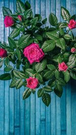 Close-up of pink roses