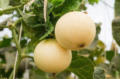 Close-up of fruit growing on tree