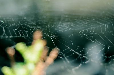 Close-up of spider web