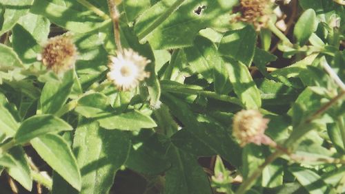 Close-up of white flowers growing in garden