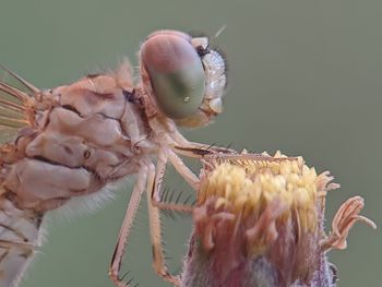 Close-up of snails on flower