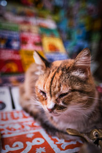 Close-up of cat sleeping