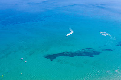 High angle view of fish in sea