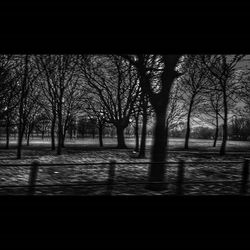 Bare trees in park