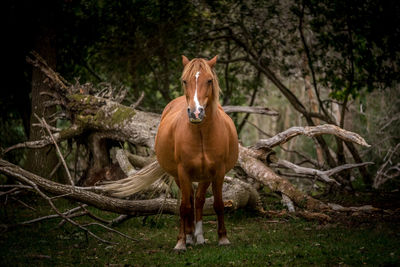 Portrait of horse standing on field