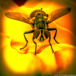 Close-up of insect on yellow flower