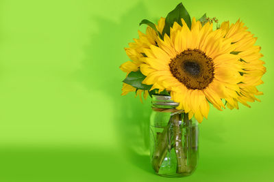 Close-up of yellow sunflower in a vase, green background 