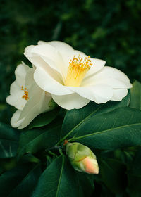 Close-up of white flower