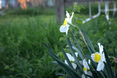 Close-up of yellow flowers blooming