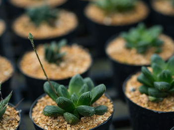 Close-up of potted plants