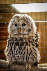 Close-up portrait of owl in cage at zoo