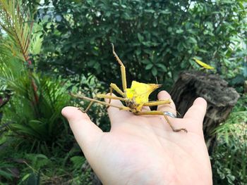 Cropped image of hand holding small crab