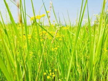 Crops growing on field against sky