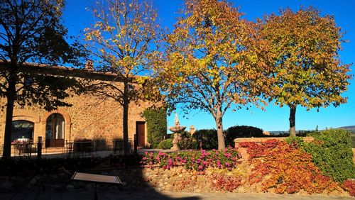 Plants and trees by building against blue sky