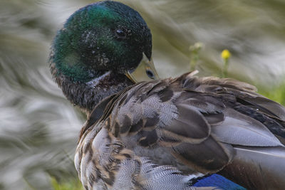 Close-up of birds in lake