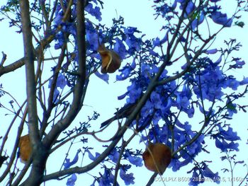 Low angle view of bird on tree against sky