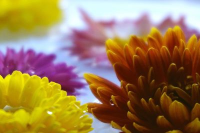 Close-up of yellow flowers
