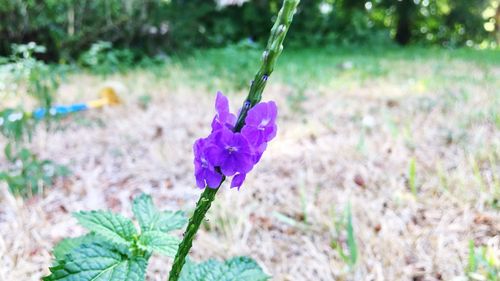 Close-up of purple flower growing in field