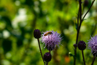 Close-up of butterfly pollinating on purple flower