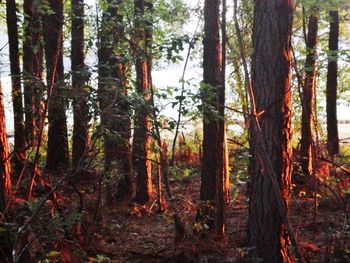 Pine trees in forest