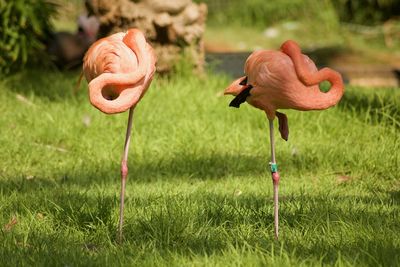 View of birds on field