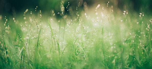 Plants growing on field