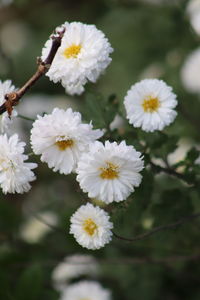 Close-up of white flowering plant