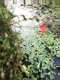 Close-up of plants in water