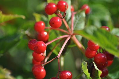 Close-up of berries growing on plant