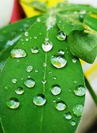 Close-up of raindrops on leaf