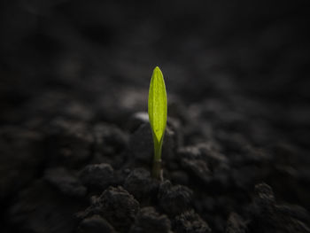 Close-up of sapling growing on field