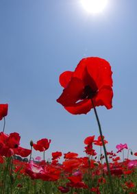 Close-up of red poppy flowers blooming on field against sky