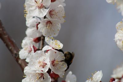 Close-up of bee on almond white flowers