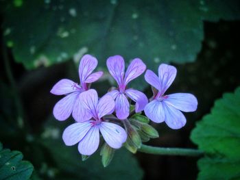 Close-up of flowers blooming outdoors