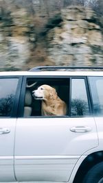 Dog looking through car window