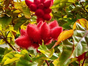 Close-up of red flowers blooming on tree