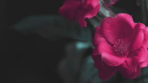 Close-up of pink rose