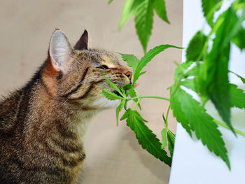 Close-up of a cat looking away