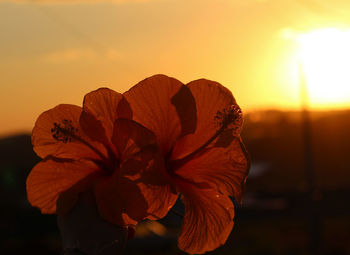 Close-up of orange flower against sky during sunset