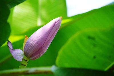 Close-up of pink lotus water lily