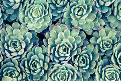 Full frame shot of green succulent plants from above 