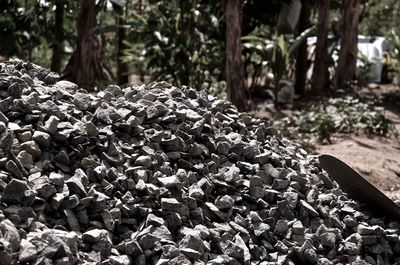 Close-up of tree trunk in forest