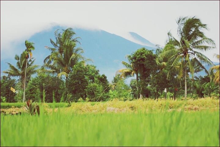 tree, tranquil scene, tranquility, landscape, growth, sky, grass, green color, field, scenics, beauty in nature, nature, palm tree, mountain, clear sky, rural scene, non-urban scene, transfer print, day, green