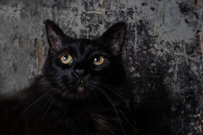 Portrait of black cat