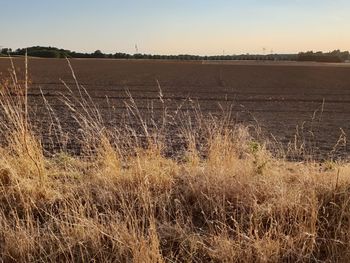 Scenic view of field against sky