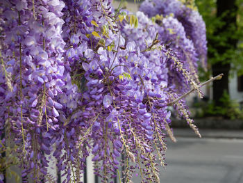 Purple wisteria flowers in clusters, spring nature theme.