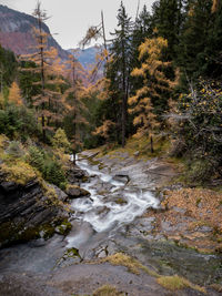 Stream flowing through rocks in forest