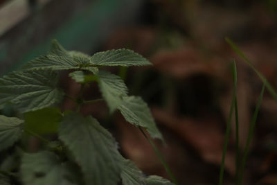 leaf